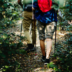 The route forest path