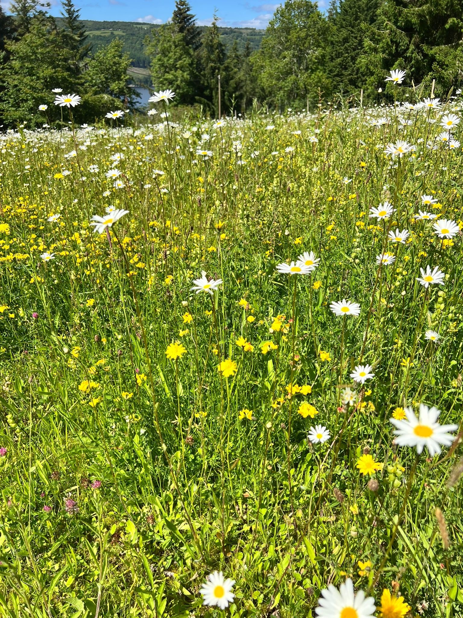 Boleskine House - Tree Planting and Wildflower Seed Harvesting