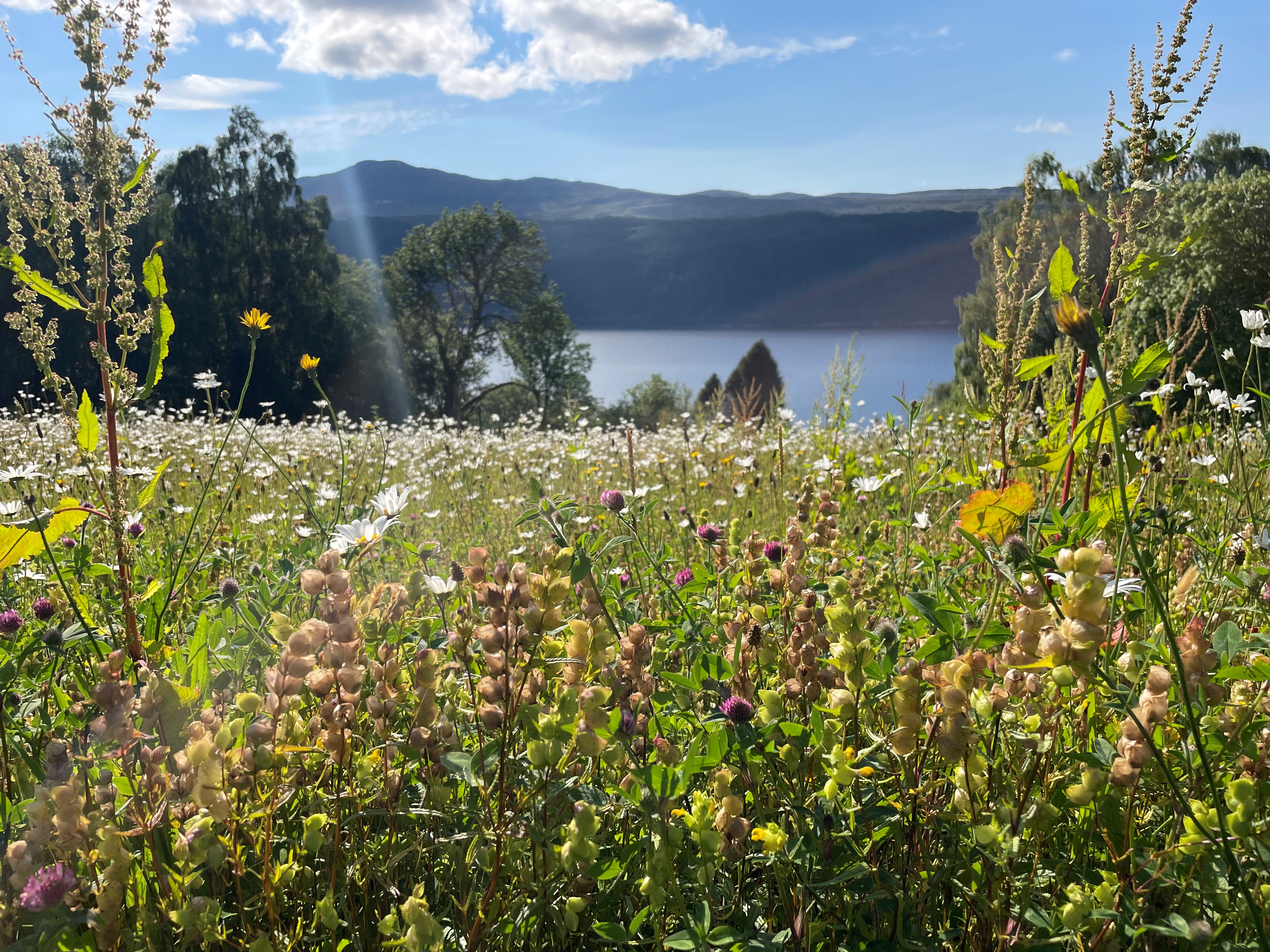Boleskine House - Tree Planting and Wildflower Seed Harvesting