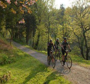 Bike in forest